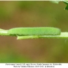 pieris rapae larva5a